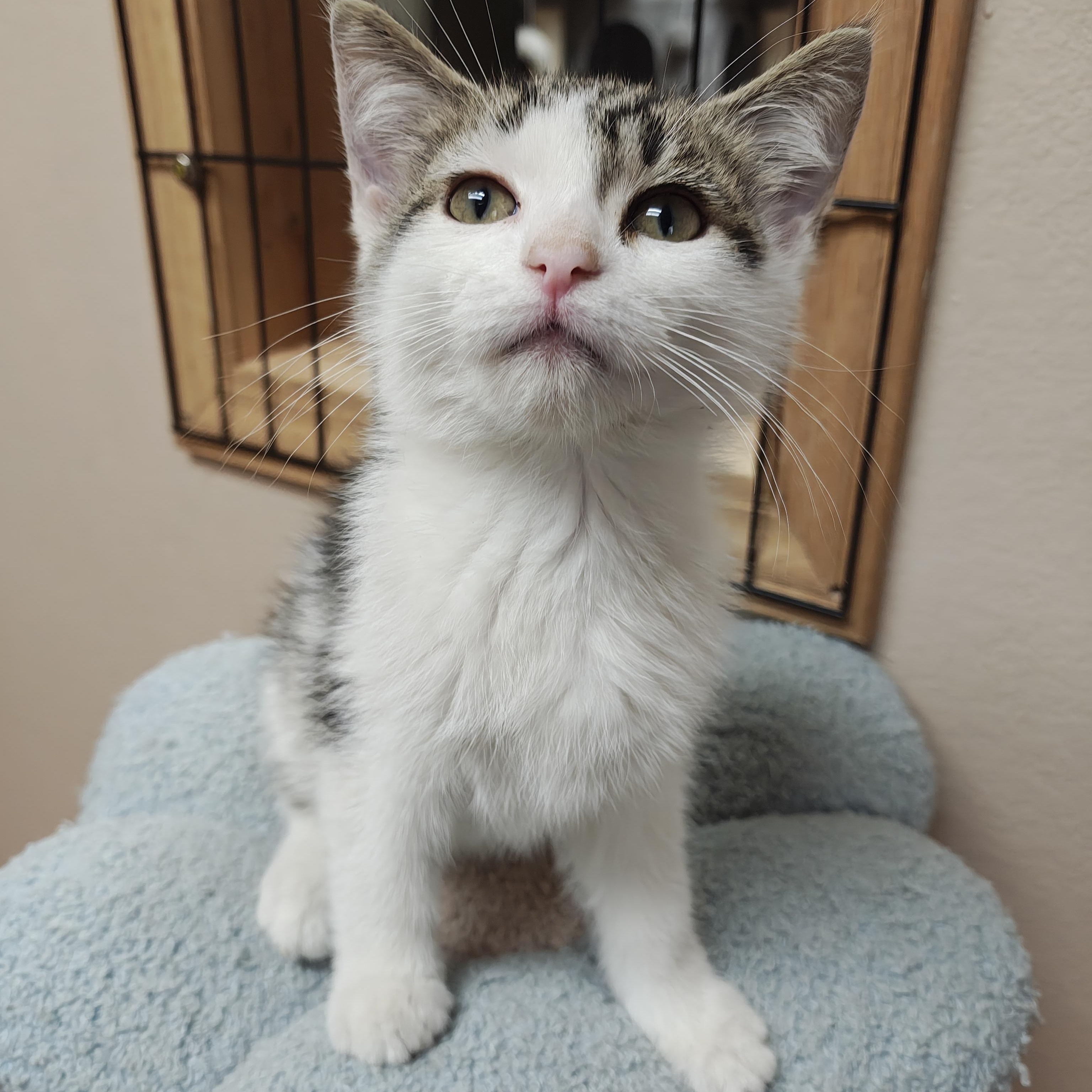 Rafe, Adoptable, Kitten Male Domestic Short Hair.