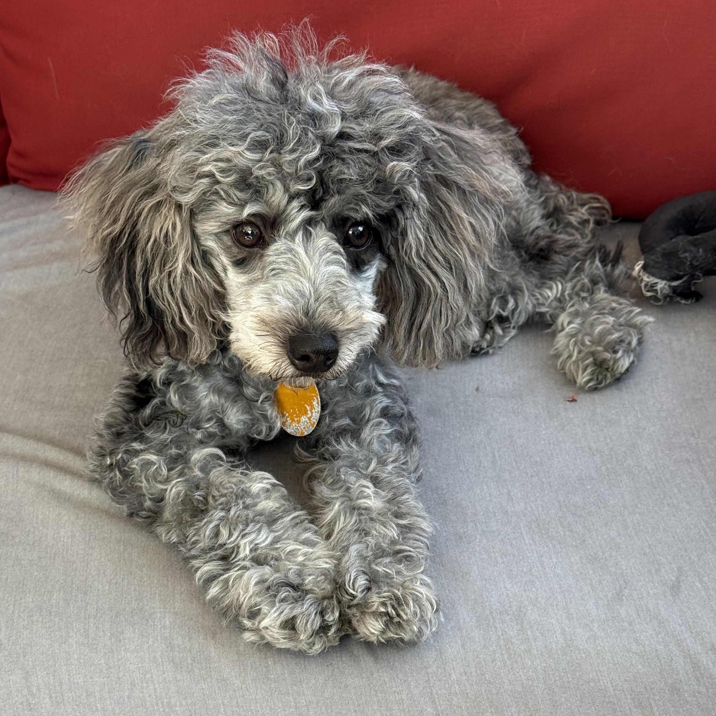 Abby, ADOPTABLE, Puppy Female Miniature Poodle & Poodle.