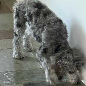 Abby, a ADOPTABLE mixed breed in Sudbury, MA image 4/6