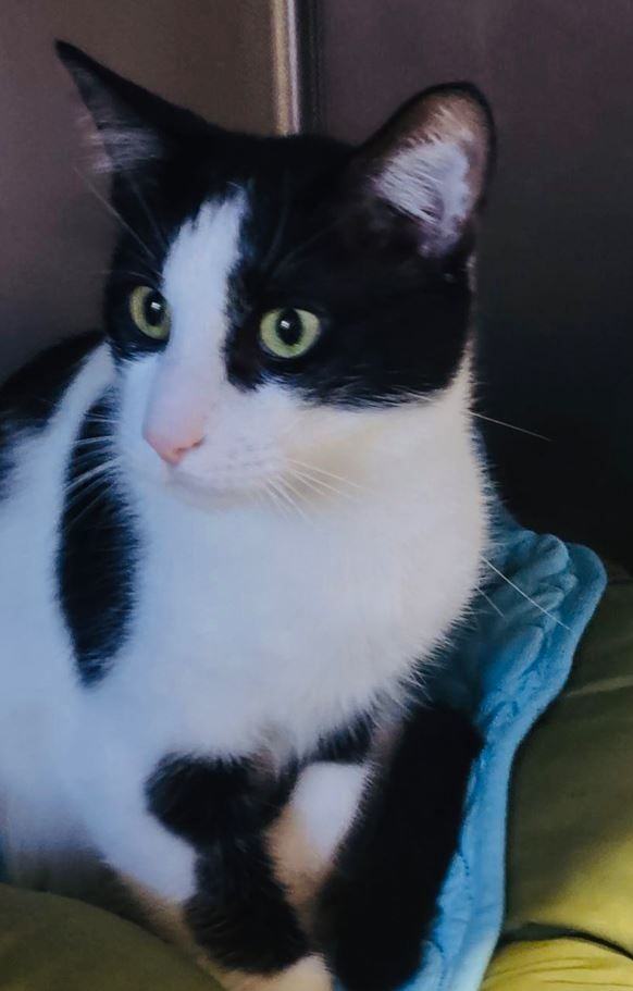 Enlarge Saint, a Adopted American Shorthair in Edison, NJ image 1/1