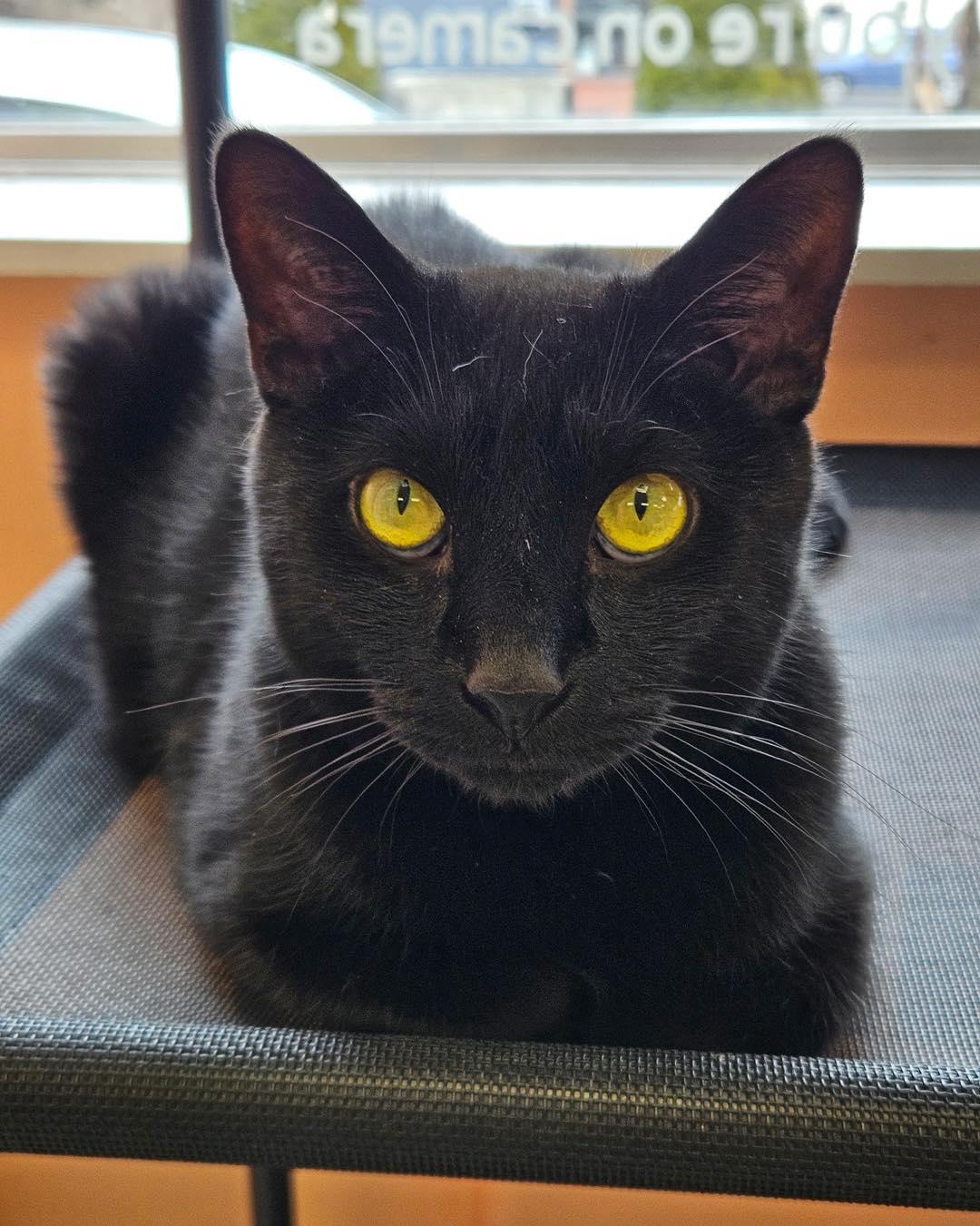 Enlarge Sam, a ADOPTABLE American Shorthair in Altoona, PA image 1/1