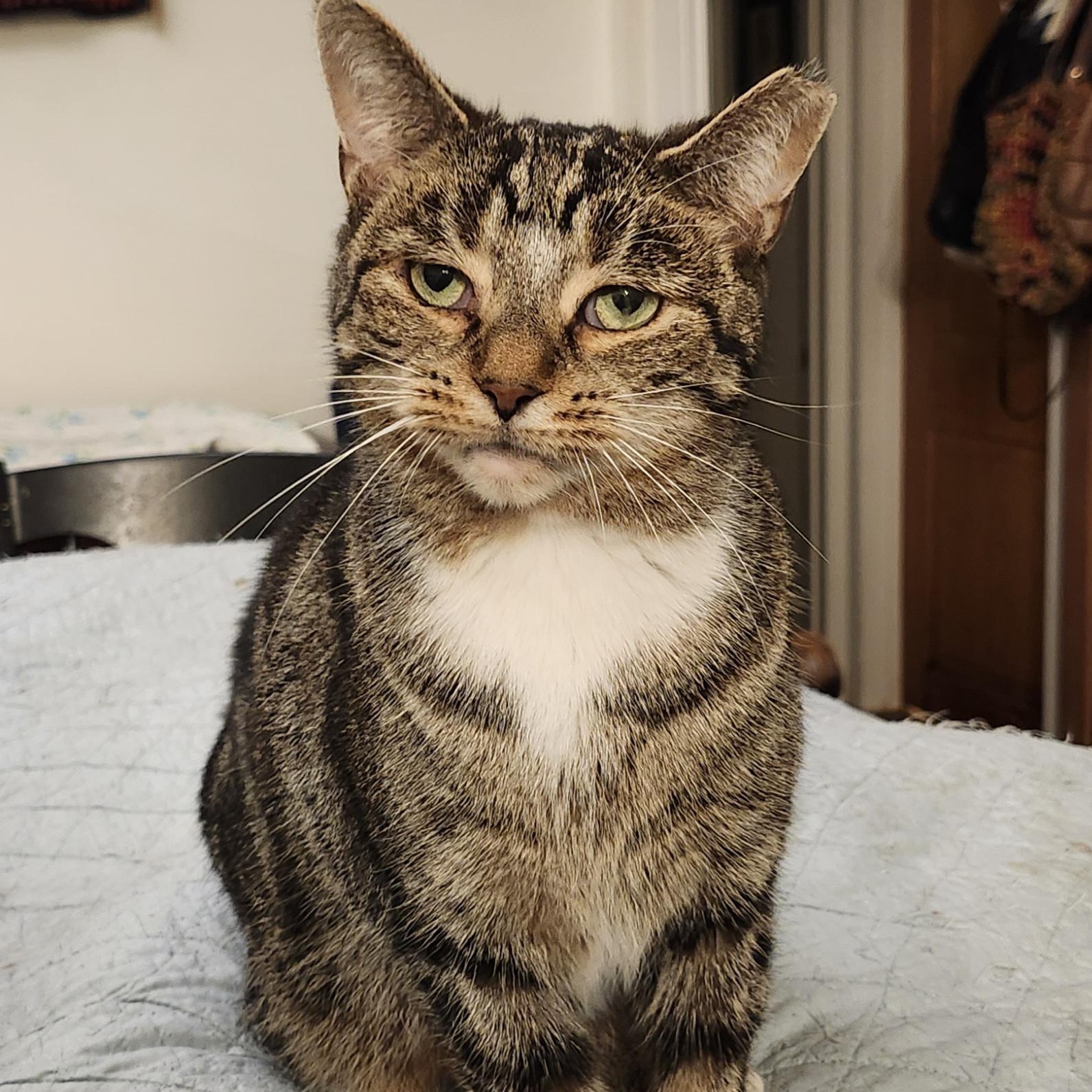 Enlarge Nicole and Martin (Bonded Pair), an adoptable Domestic Short Hair in Scarborough, ON image 1/2