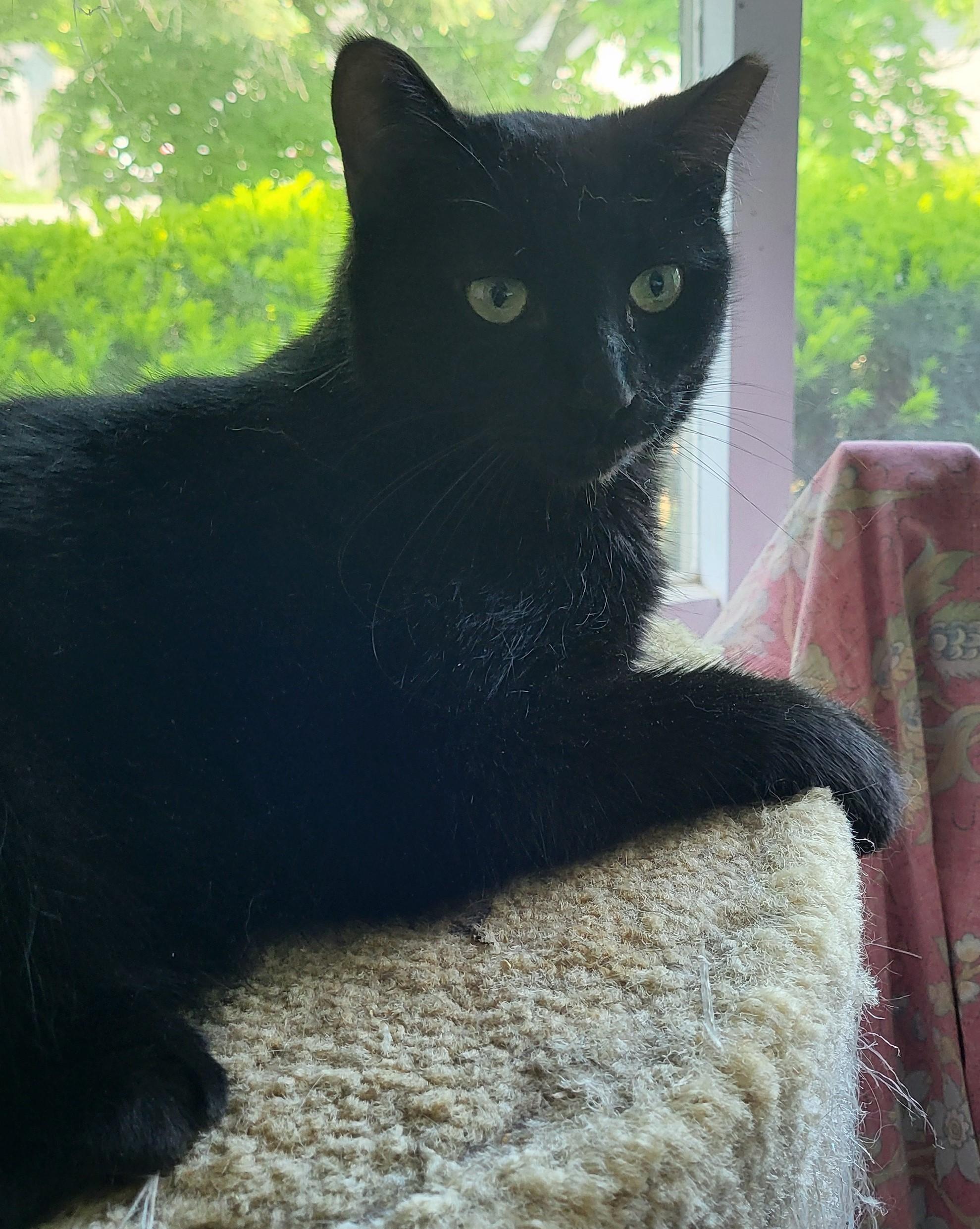 Enlarge Nicole and Martin (Bonded Pair), a Adoptable Domestic Short Hair in Scarborough, ON image 2/2