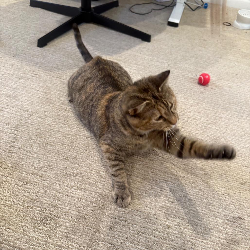 Marcie, Adoptable, Adult Female Domestic Short Hair & Mixed Breed.