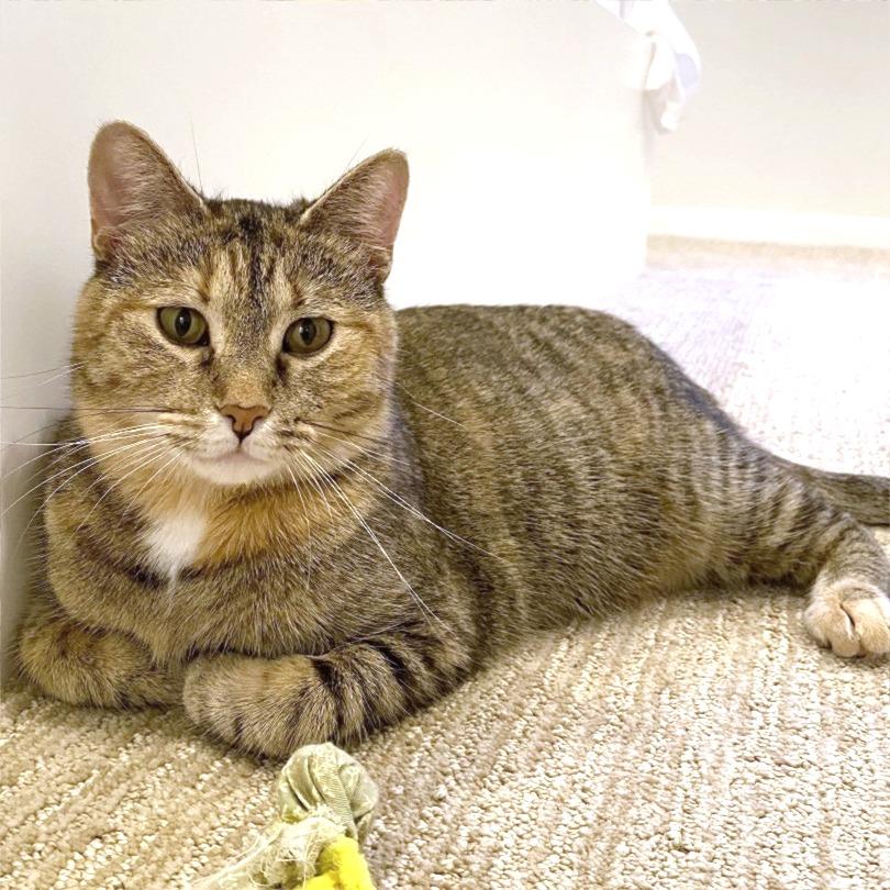 Marcie, a Adoptable mixed breed in Chicago, IL image 3/6
