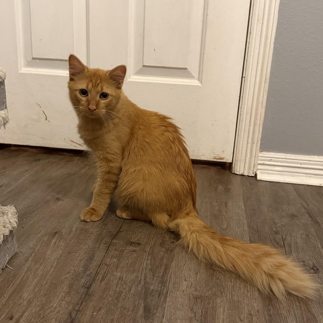 Tabby, Adoptable, Young Male Domestic Medium Hair.