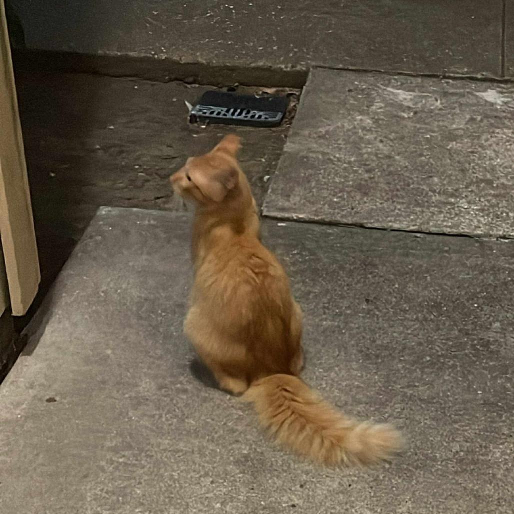 Enlarge Tabby, a Adoptable Domestic Medium Hair in Baytown, TX image 2/4