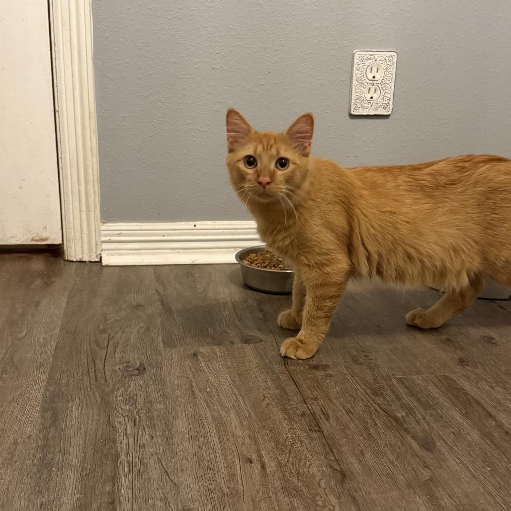 Enlarge Tabby, a Adoptable Domestic Medium Hair in Baytown, TX image 3/4