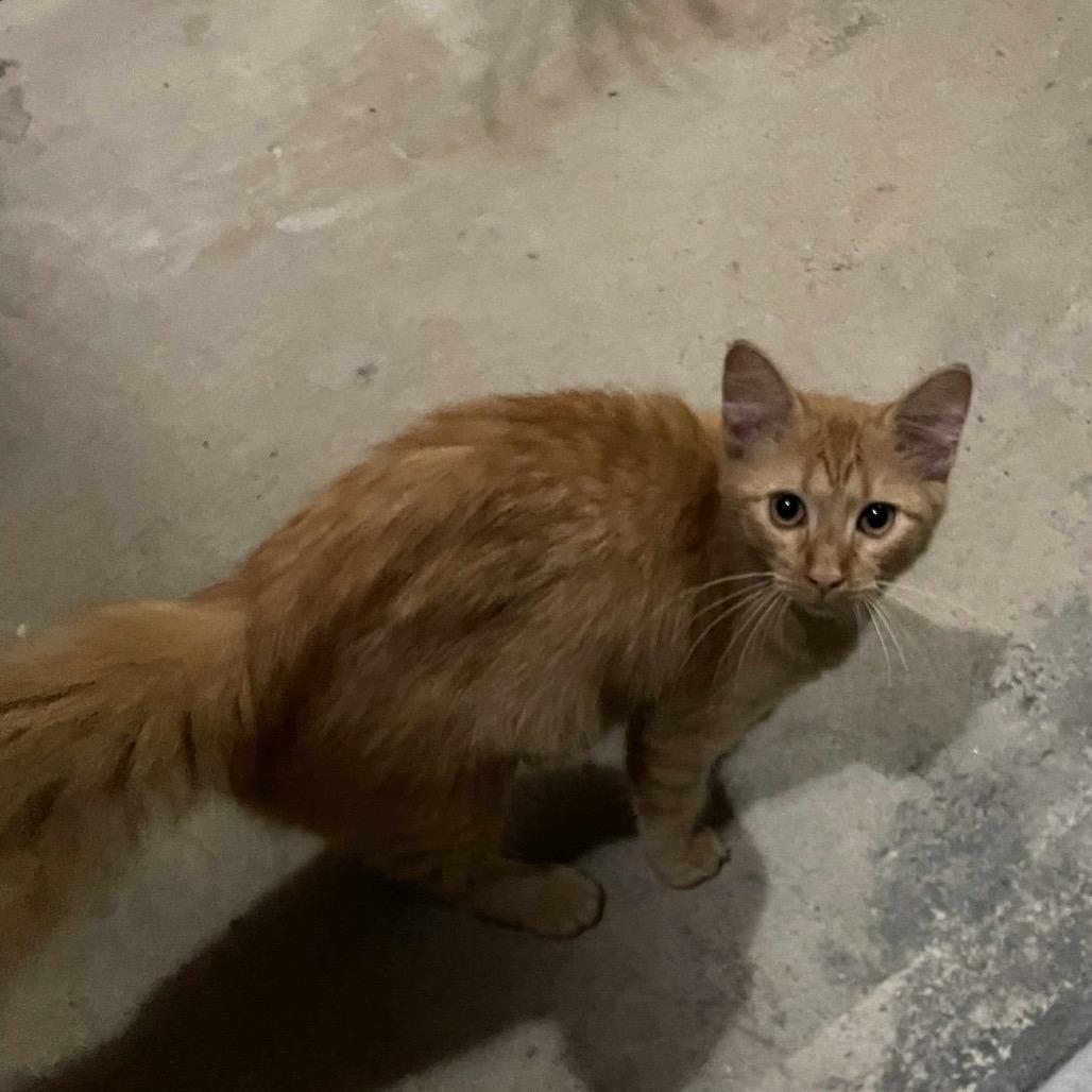 Enlarge Tabby, a Adoptable Domestic Medium Hair in Baytown, TX image 4/4