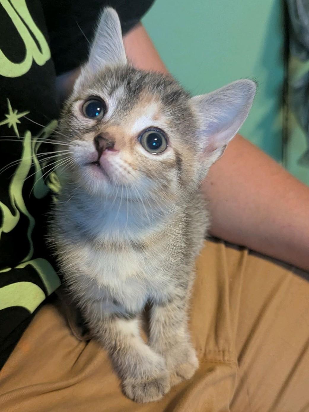 Enlarge Tina, a Adoptable Domestic Short Hair in Stanley, NC image 2/2