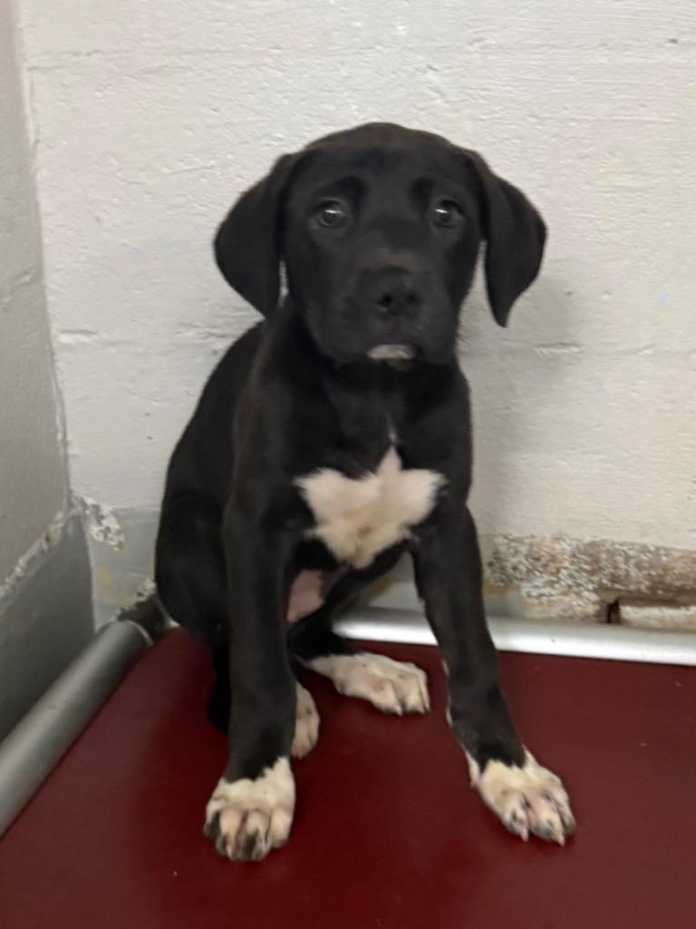 Enlarge Queen, a Adoptable mixed breed in Fayetteville, TN image 1/2