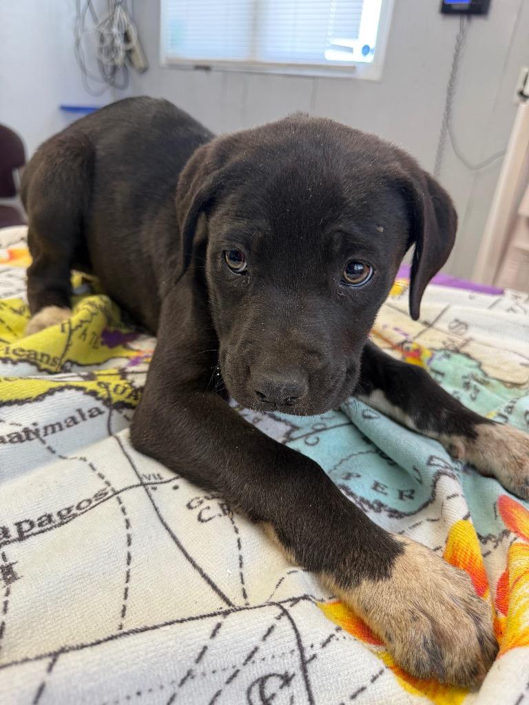Enlarge Queen, a Adoptable mixed breed in Fayetteville, TN image 2/2