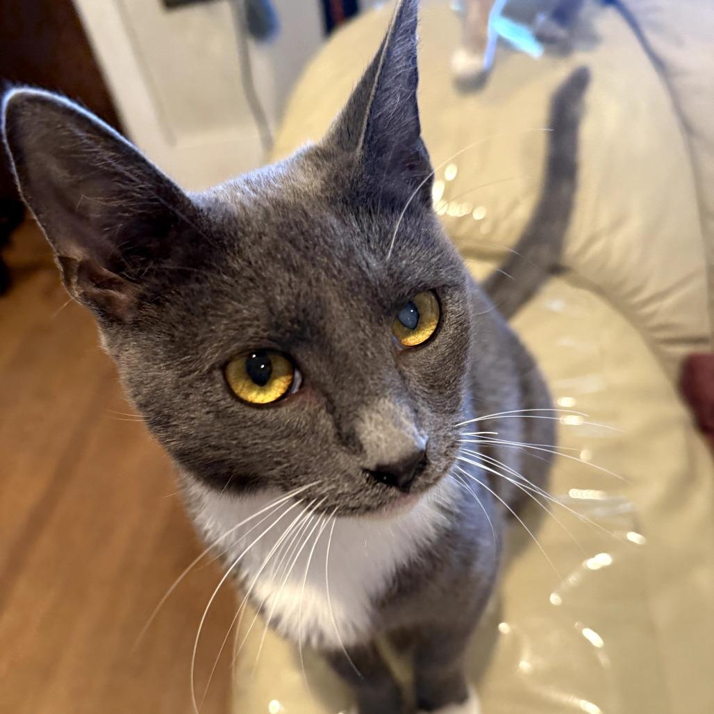Angelito, Adoptable, Young Male Domestic Short Hair.