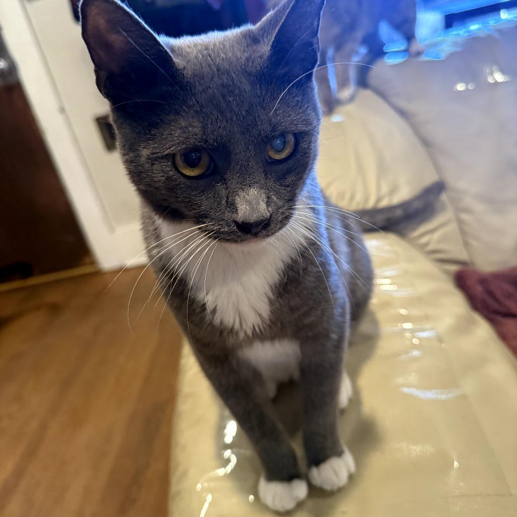 Enlarge Angelito, a Adoptable Domestic Short Hair in Brea, CA image 2/5