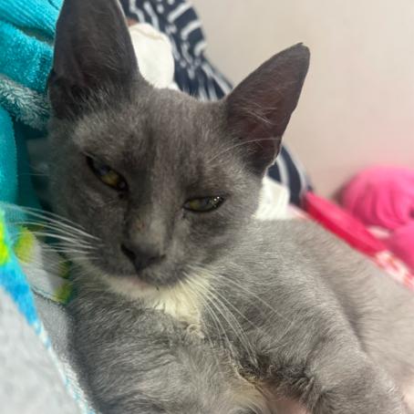 Enlarge Angelito, a Adoptable Domestic Short Hair in Brea, CA image 3/5
