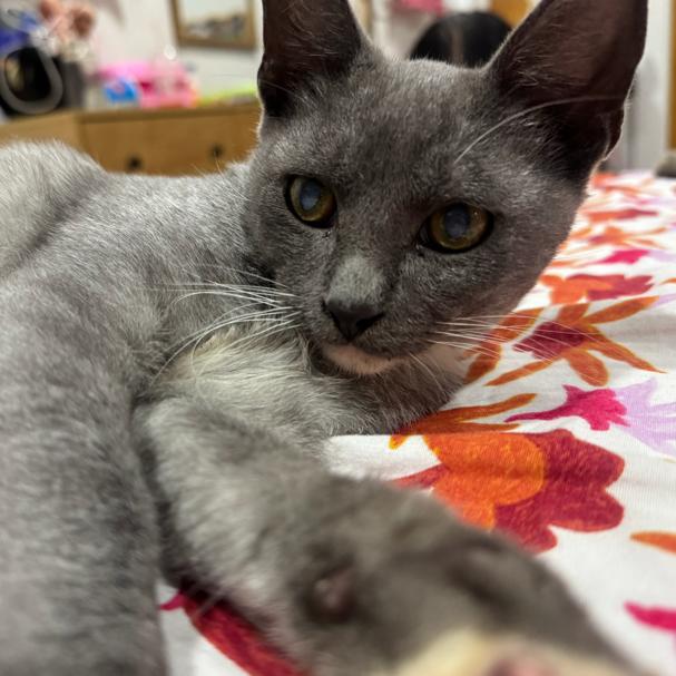 Enlarge Angelito, a Adoptable Domestic Short Hair in Brea, CA image 4/5