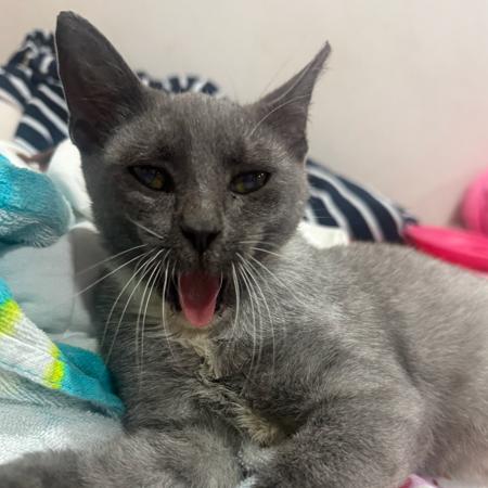Enlarge Angelito, a Adoptable Domestic Short Hair in Brea, CA image 5/5