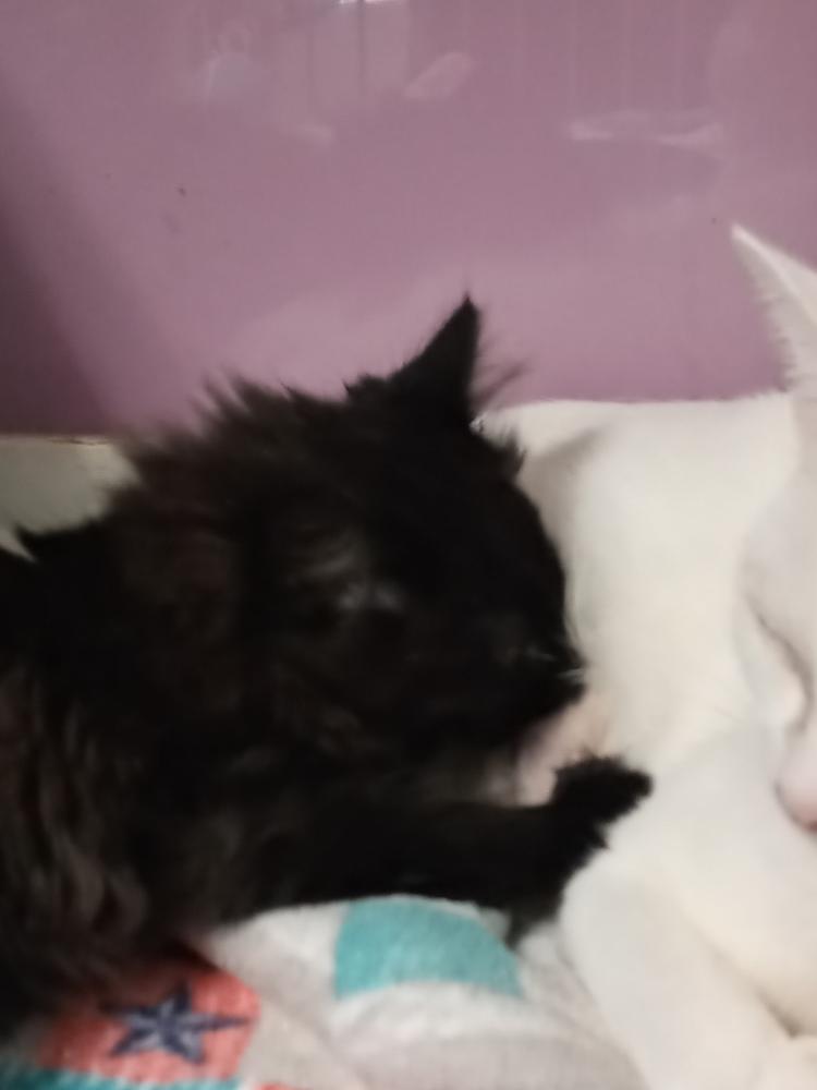 Trixie K1 "Blackjack", Adopted, Kitten Male Domestic Short Hair.