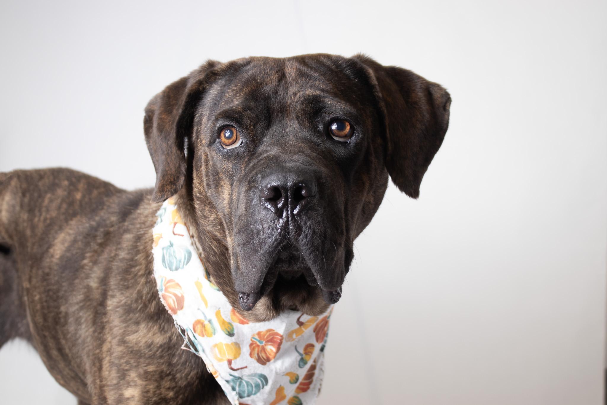Dog for adoption - Naomi, a Mastiff Mix in Plaquemine, LA | Petfinder