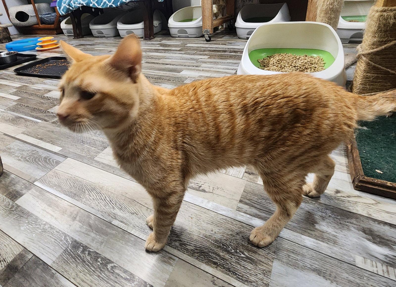 Enlarge Simba, a Adoptable Domestic Short Hair in Crossville, TN image 1/3
