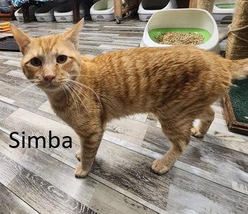 Enlarge Simba, a Adoptable Domestic Short Hair in Crossville, TN image 2/3