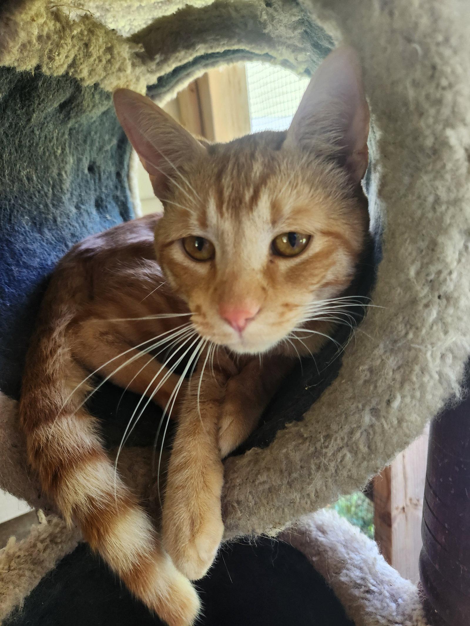 Enlarge Simba, a Adoptable Domestic Short Hair in Crossville, TN image 3/3