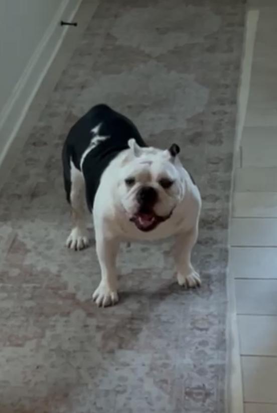 Pearl, a Adoptable English Bulldog in Baker, LA image 2/6