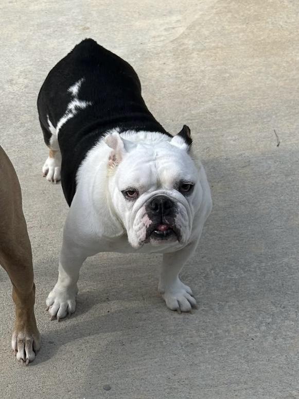 Pearl, a Adoptable English Bulldog in Baker, LA image 3/6