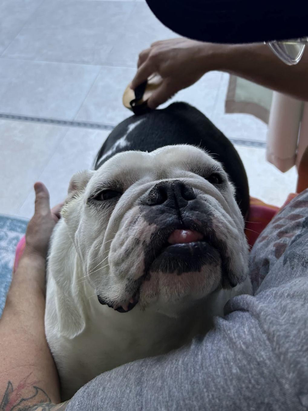 Pearl, a Adoptable English Bulldog in Baker, LA image 4/6