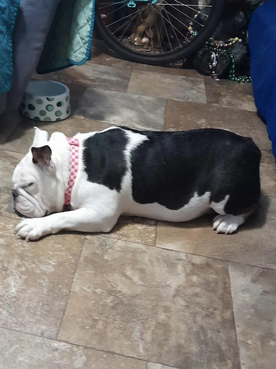 Pearl, a Adoptable English Bulldog in Baker, LA image 5/6