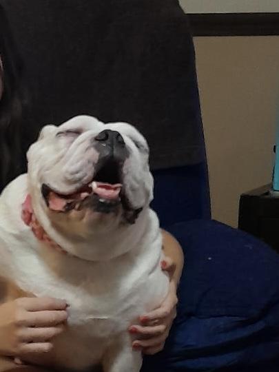 Pearl, a Adoptable English Bulldog in Baker, LA image 6/6