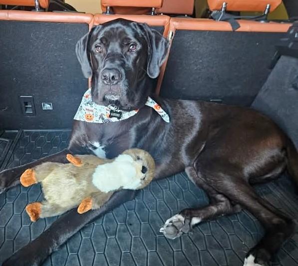 Luigi, adoptable, Young Male Mastiff & Great Dane.