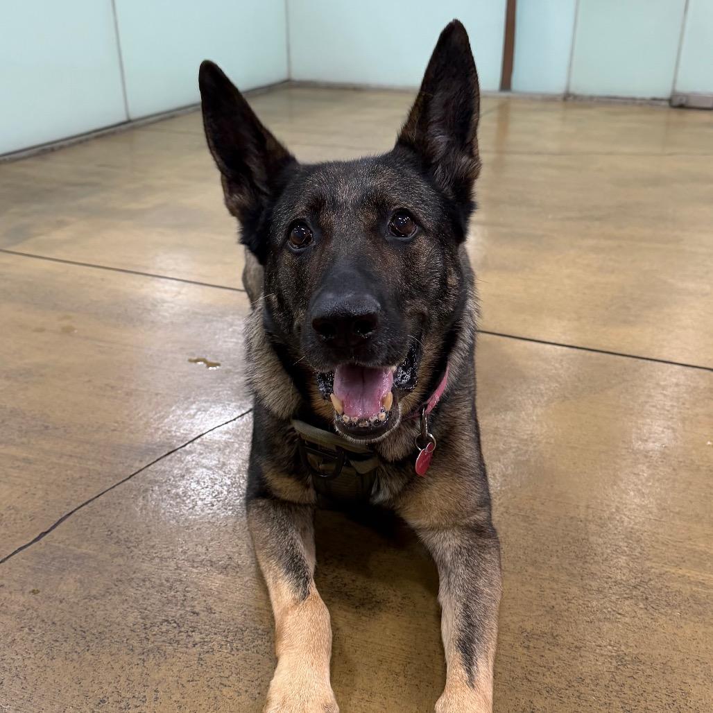 Regina, Adoptable, Senior Female German Shepherd Dog.