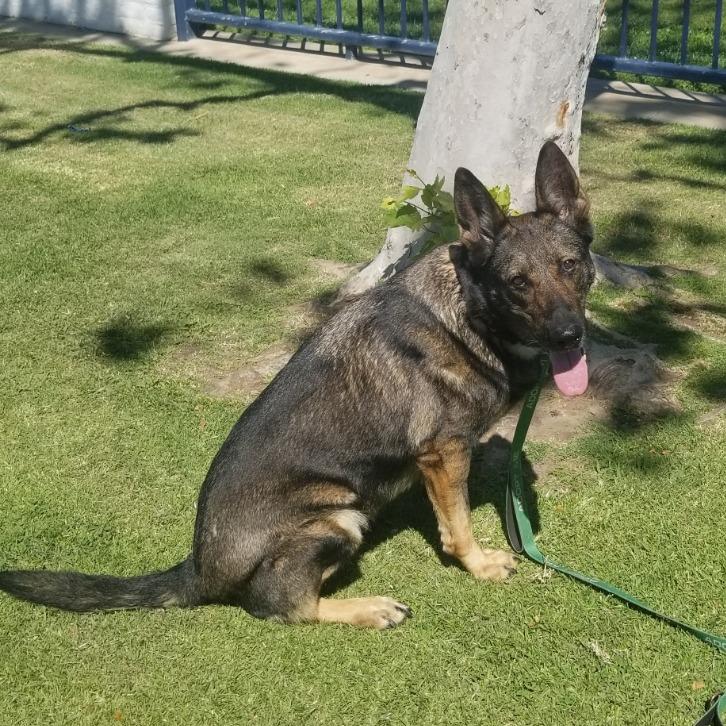 Enlarge Regina, a Adoptable German Shepherd Dog in Pasadena, CA image 1/3