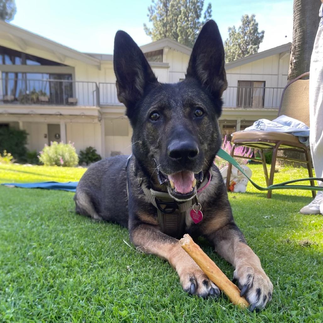 Enlarge Regina, a Adoptable German Shepherd Dog in Pasadena, CA image 2/4