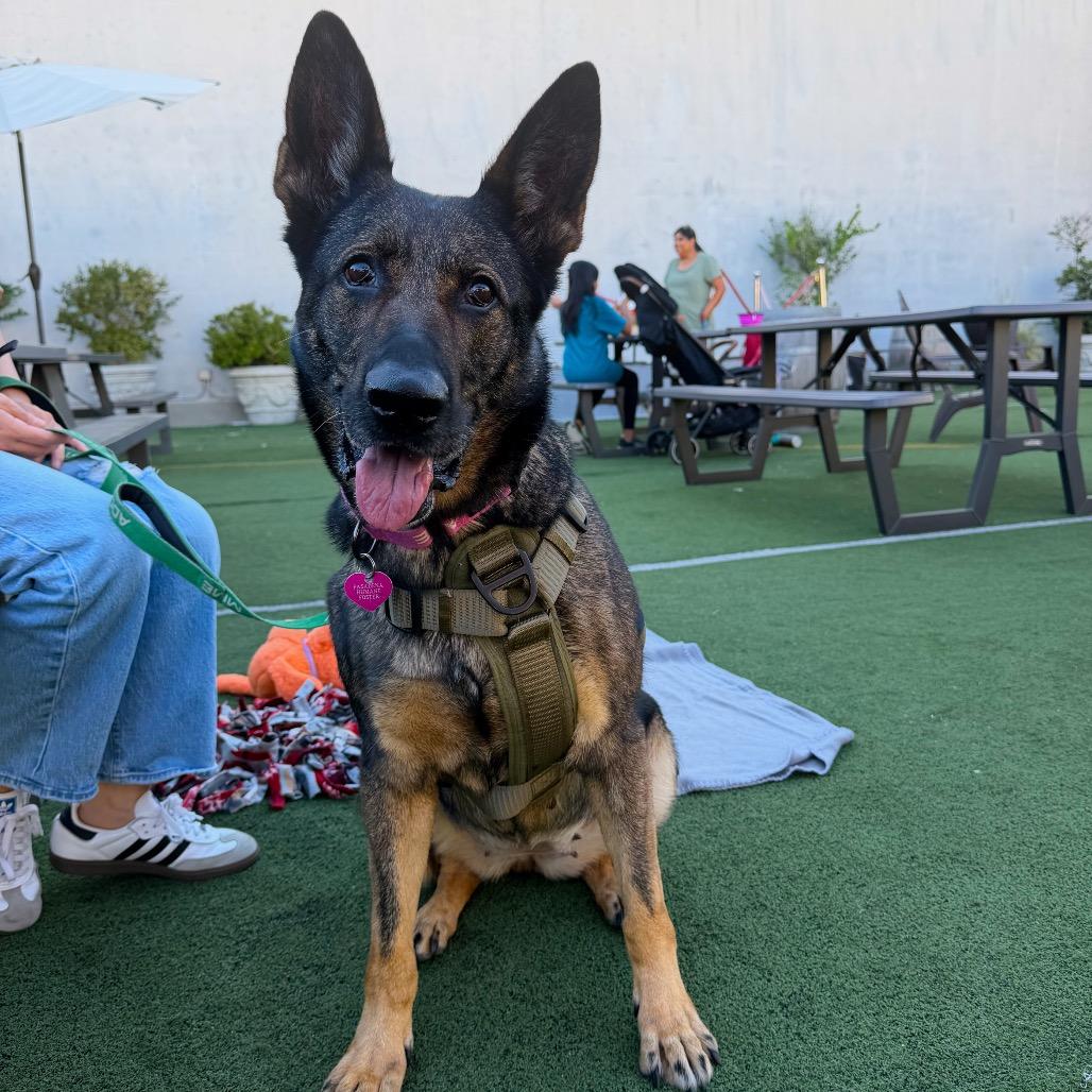 Enlarge Regina, a Adoptable German Shepherd Dog in Pasadena, CA image 2/3