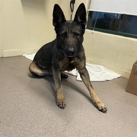 Enlarge Regina, a Adoptable German Shepherd Dog in Pasadena, CA image 3/3