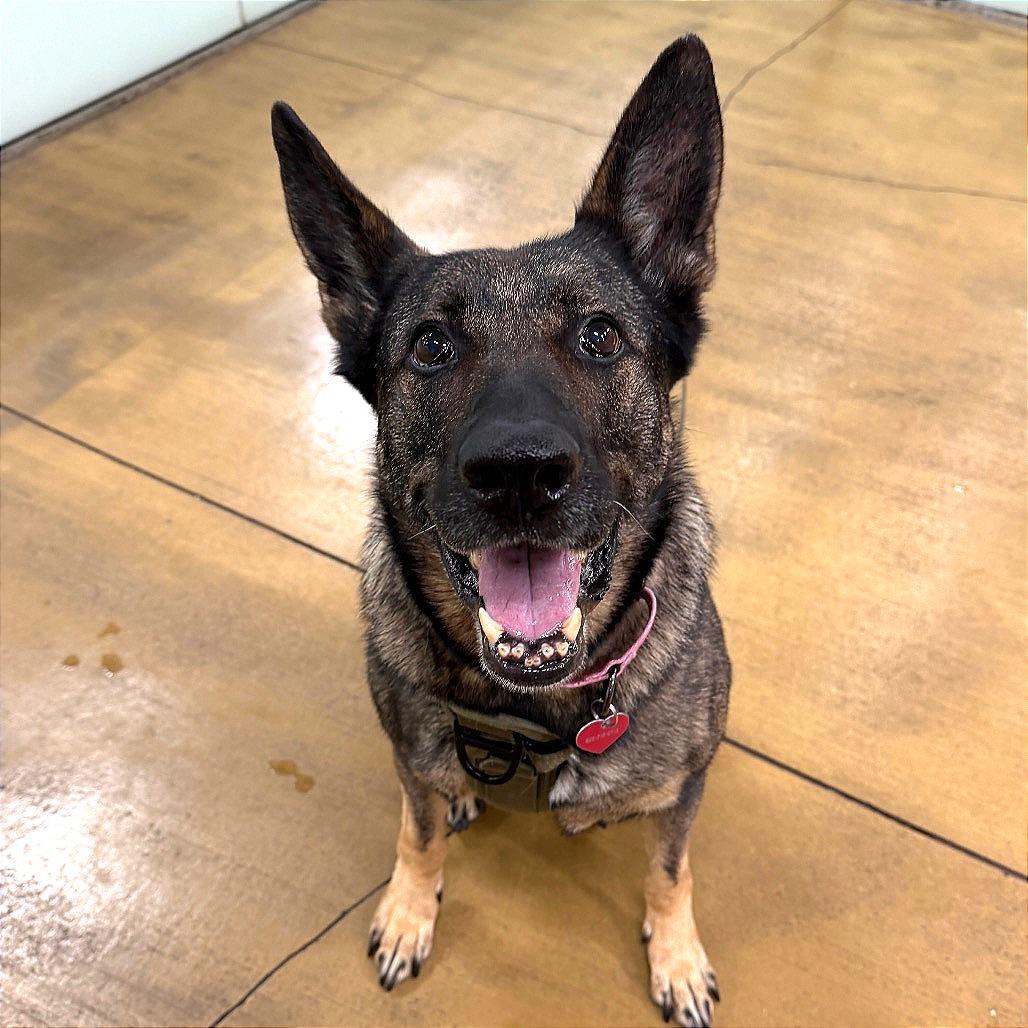 Enlarge Regina, a Adoptable German Shepherd Dog in Pasadena, CA image 4/5