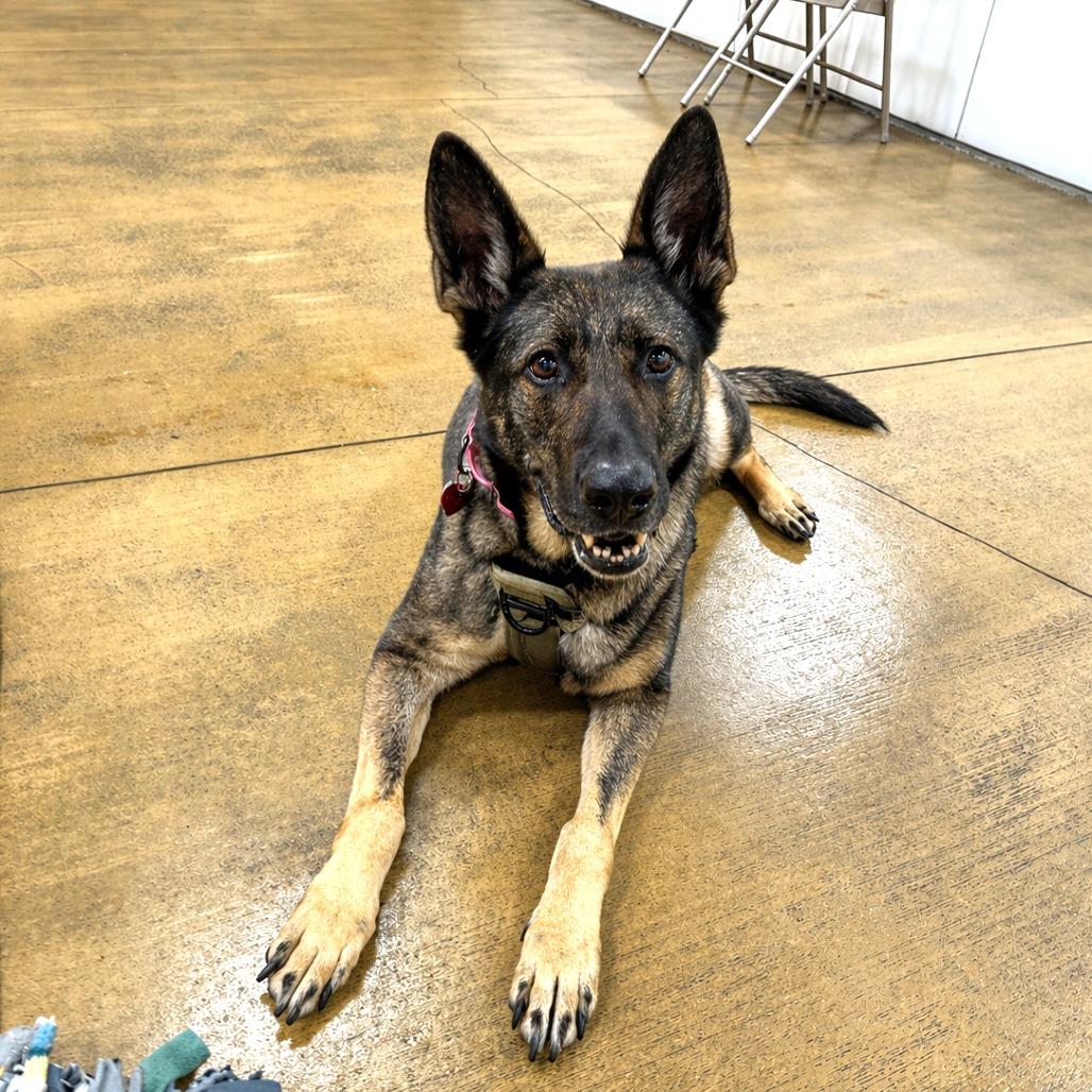 Enlarge Regina, a Adoptable German Shepherd Dog in Pasadena, CA image 5/5