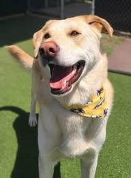 Carl, Adoptable, Adult Male Yellow Labrador Retriever & Alaskan Malamute.