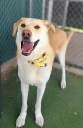 Carl, a Adoptable mixed breed in Fruit Heights, UT image 2/5