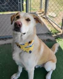 Carl, a Adoptable mixed breed in Fruit Heights, UT image 3/5
