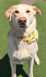Carl, a Adoptable mixed breed in Fruit Heights, UT image 4/5