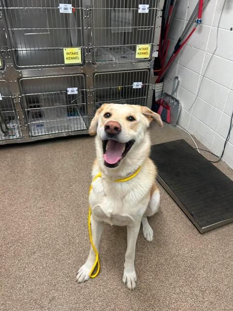 Carl, a Adoptable mixed breed in Fruit Heights, UT image 5/5