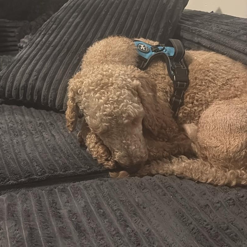 Clover, an adopted Poodle in Rochester, NY image 4/6
