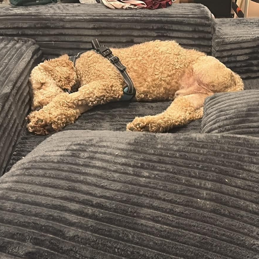 Clover, an adopted Poodle in Rochester, NY image 1/6