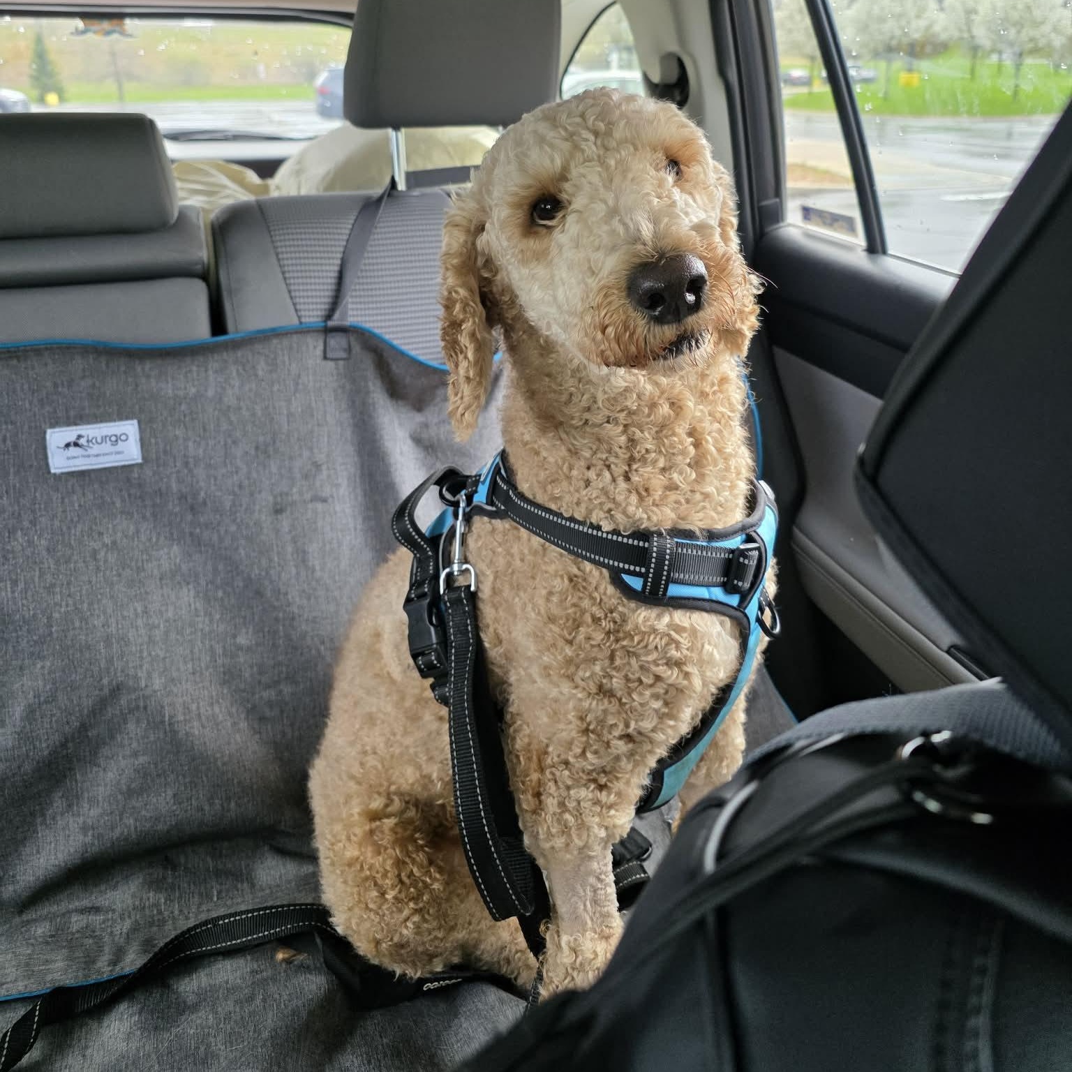 Clover, an adopted Poodle in Rochester, NY image 2/6