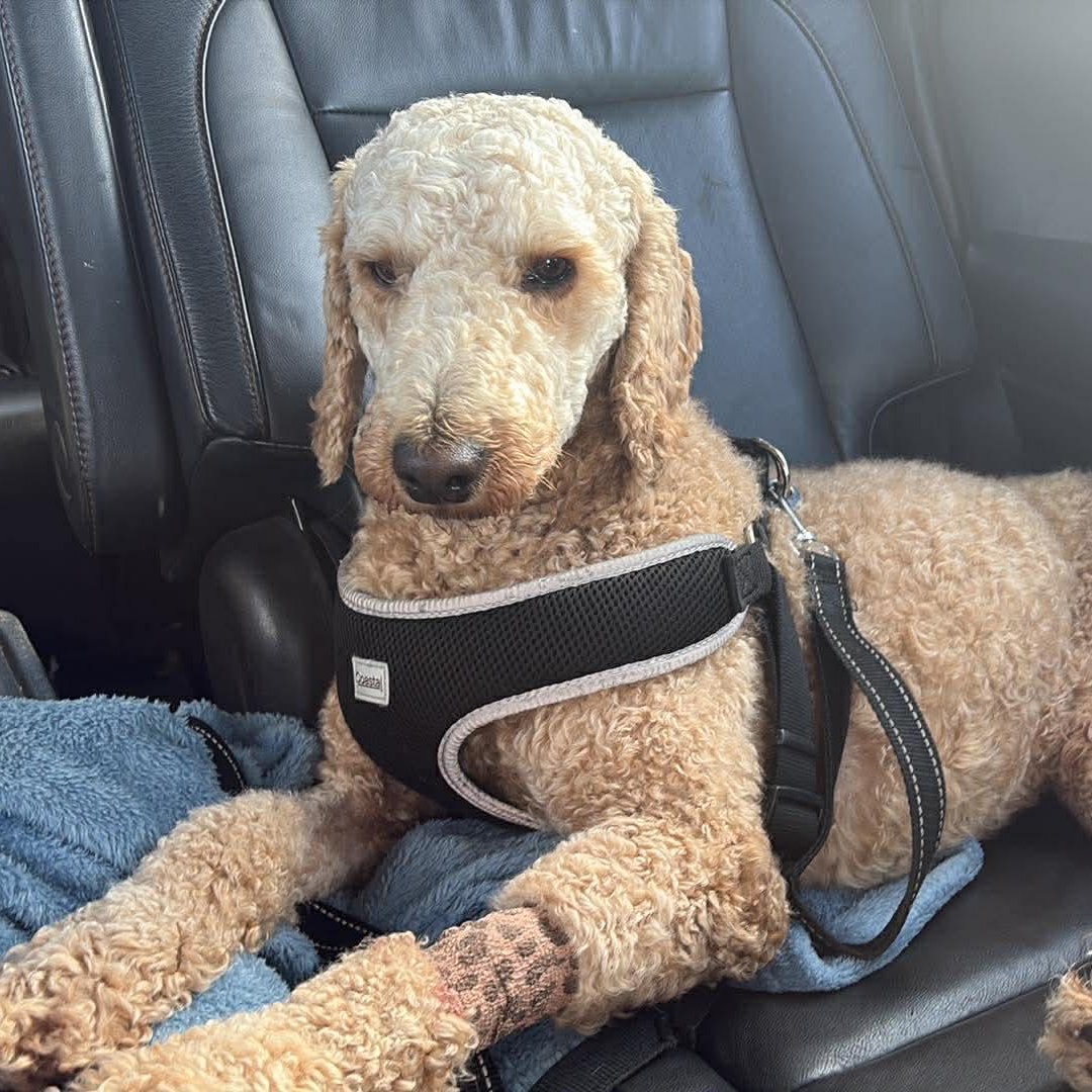 Clover, an adopted Poodle in Rochester, NY image 3/6
