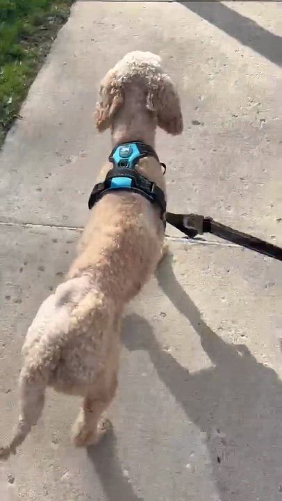 Enlarge Clover, an adopted Poodle in Rochester, NY video 6/6