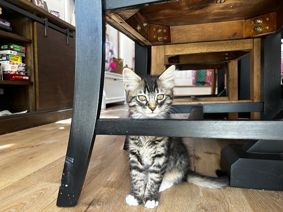 Enlarge Junebug, an adopted Domestic Medium Hair in Oceanside, CA image 5/6